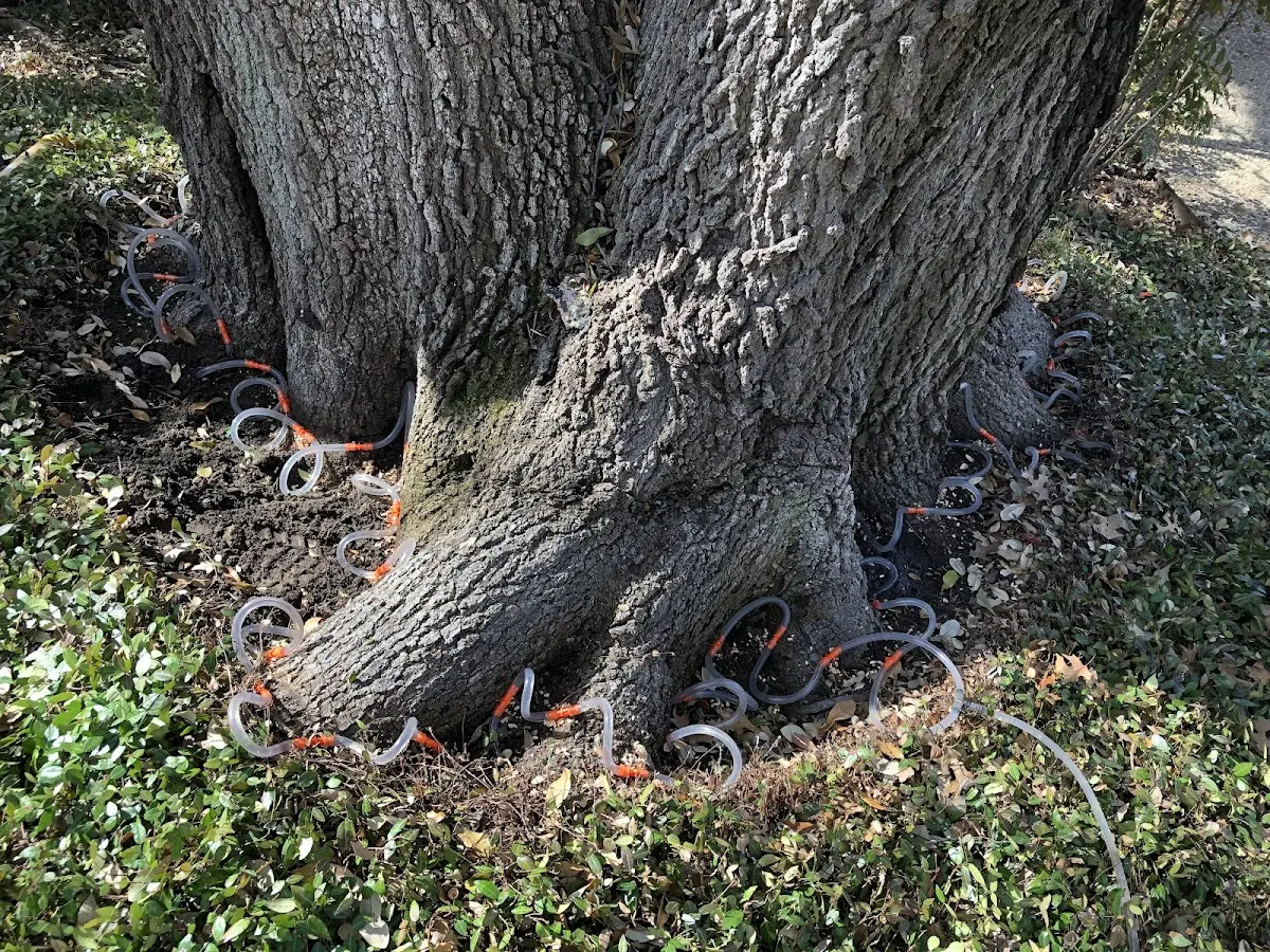 Detailed Tree Cabling and Bracing job site in Montpelier Station