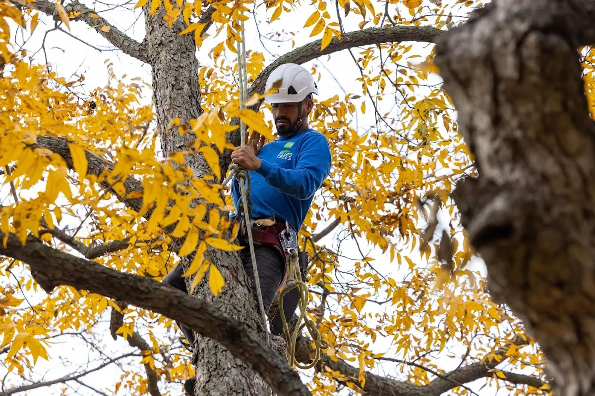Skilled Tree Pruning crew working in Montpelier Station