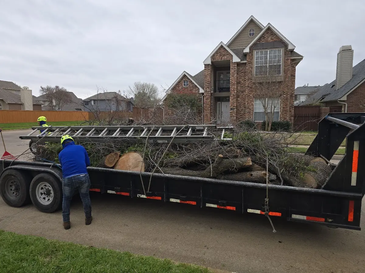 Expert Tree Removal with proper safety equipment in Montpelier Station
